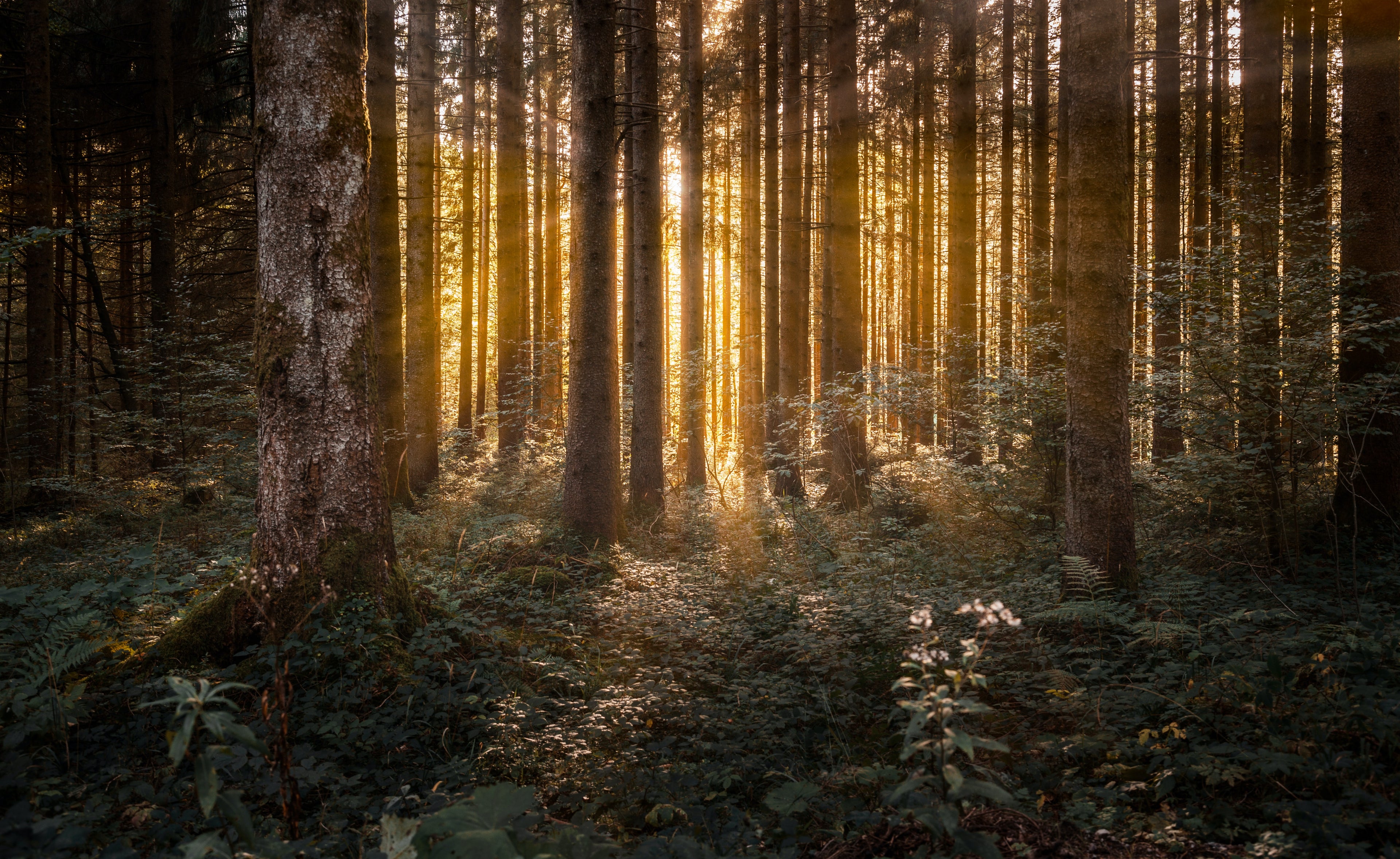 Photo by <a href="https://unsplash.com/@maxican?utm_content=creditCopyText&utm_medium=referral&utm_source=unsplash">Maximilian Jaenicke</a> on <a href="https://unsplash.com/photos/brown-trees-on-green-grass-field-during-daytime-MUrOL8XFJyU?utm_content=creditCopyText&utm_medium=referral&utm_source=unsplash">Unsplash</a>
